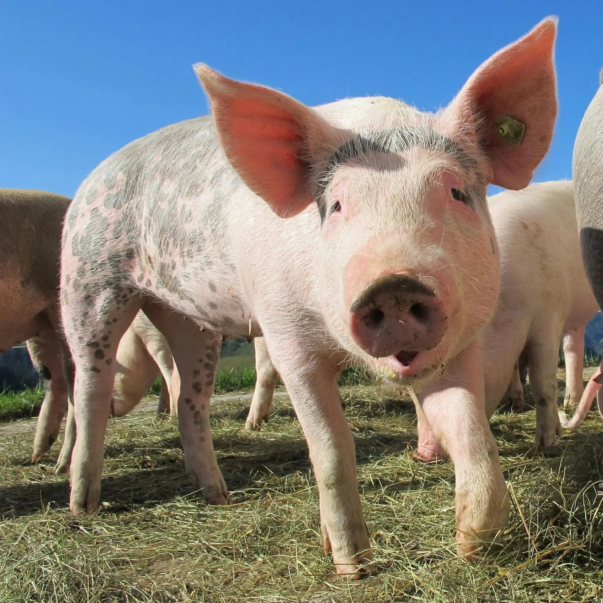 A domestic pig in a sunny outdoor field, showcasing its curious expression.