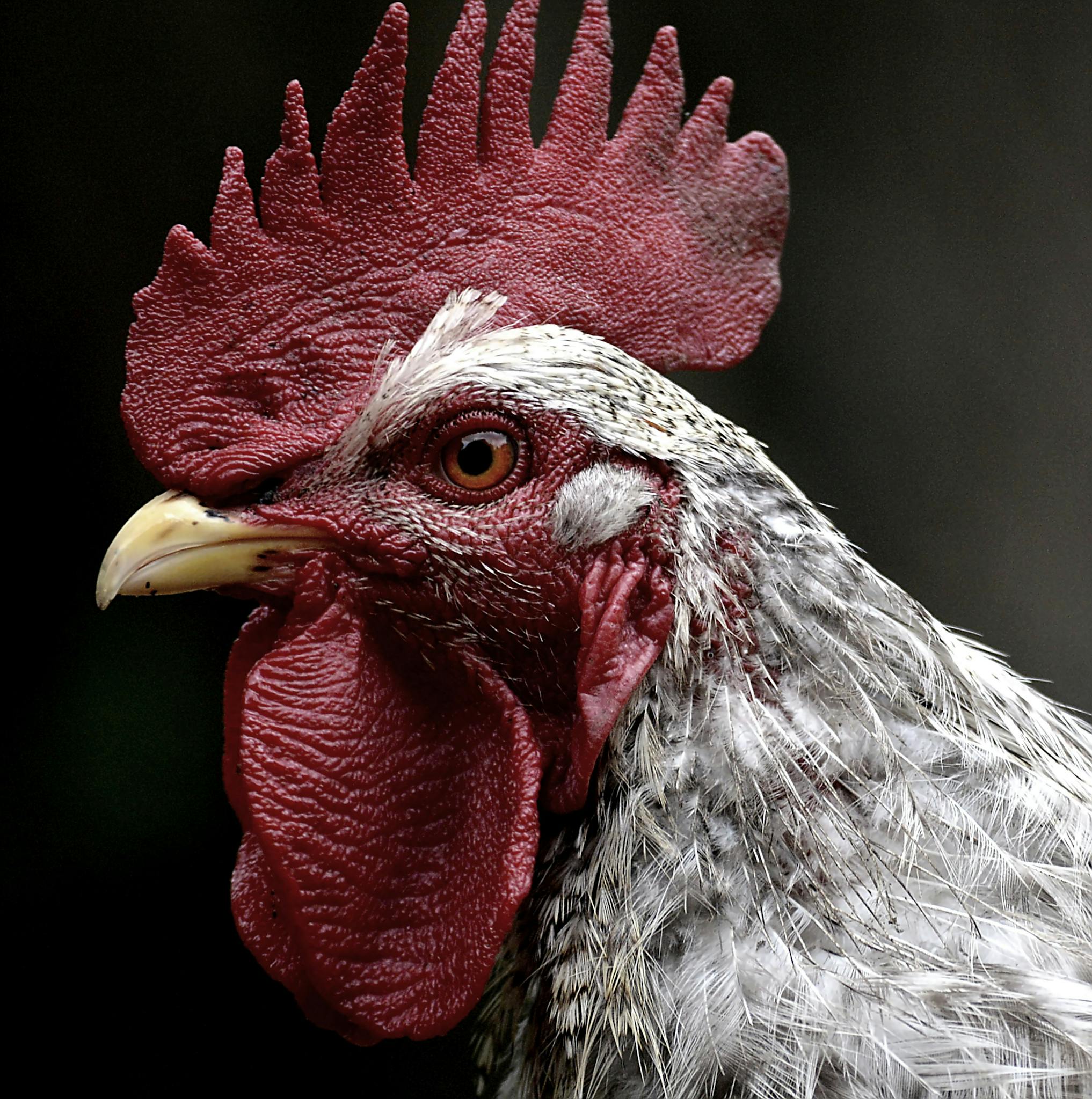 Detailed close-up of a speckled rooster showcasing vibrant colors and textures.