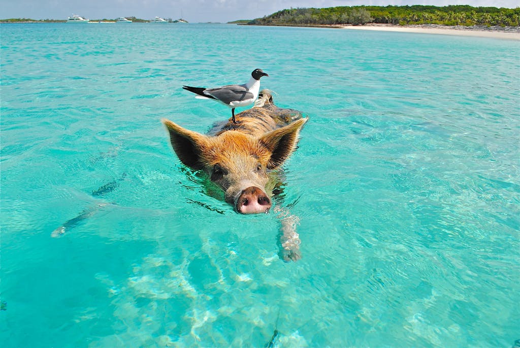 Pig swimming in crystal-clear ocean with a seagull perched on its back, showcasing nature